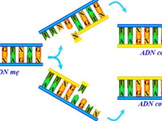 Ý Nghĩa Của Quá Trình Nhân Đôi ADN, A-Z Những Điều Cần Biết Về Nhân Đôi ADN qua-trinh-nhan-doi-adn-5