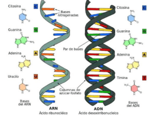 So Sánh ADN Và ARN, Mối Quan Hệ Giữa ADN Và ARN so-sanh-adn-va-arn-1