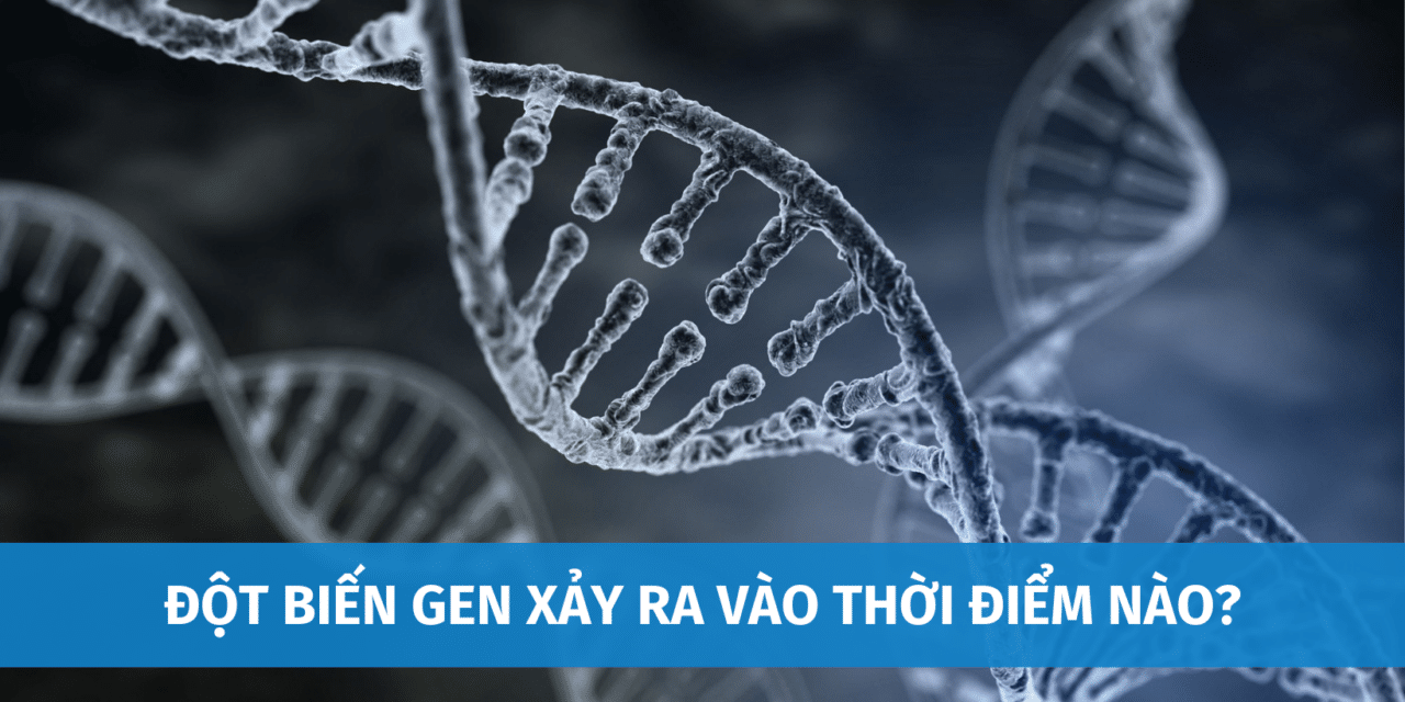Đột Biến Gen Xảy Ra Vào Thời Điểm Nào? Các Dạng Đột Biến Gen Thường Gặp