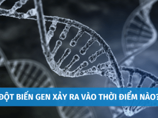 Đột Biến Gen Xảy Ra Vào Thời Điểm Nào? Các Dạng Đột Biến Gen Thường Gặp dot-bien-gen-xay-ra-vao-thoi-diem-nao-1