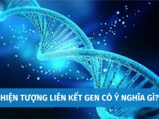Hiện Tượng Liên Kết Gen Có Ý Nghĩa Như Thế Nào? Điểm Khác Nhau Giữa Liên Kết Gen Và Hoán Vị Gen hien-tuong-lien-ket-gen-co-y-nghia-1