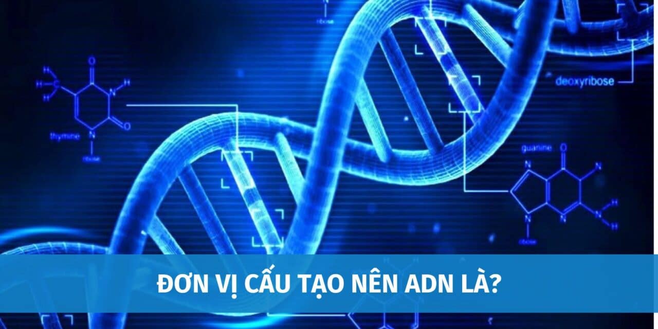 Đơn Vị Cấu Tạo Nên ADN Là Gì? 4 Loại Đơn Phân Tham Gia Cấu Tạo ADN