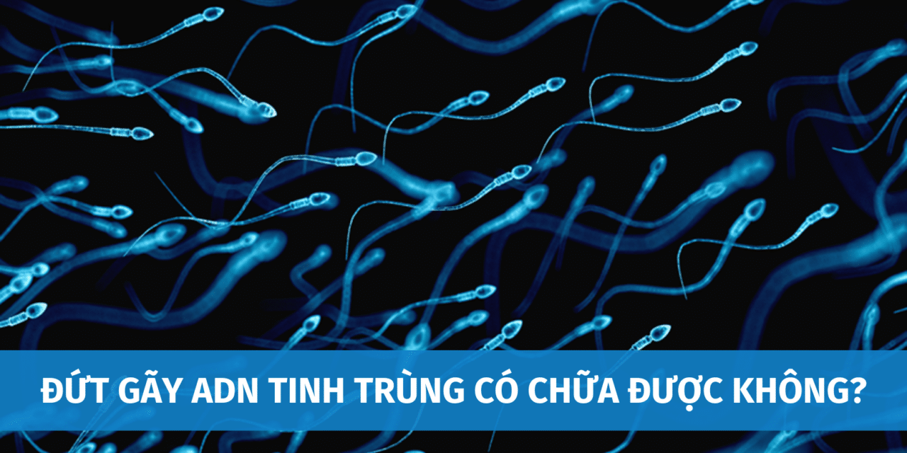 Đứt Gãy ADN Tinh Trùng Có Chữa Được Không? Cách Hạn Chế Tình Trạng Đứt Gãy ADN Tinh Trùng