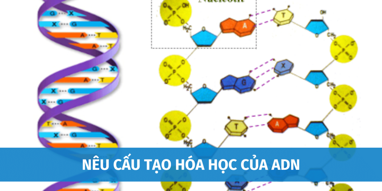 Nêu Cấu Tạo Hóa Học Của ADN, Ai Là Người Phát Hiện ADN Đầu Tiên?