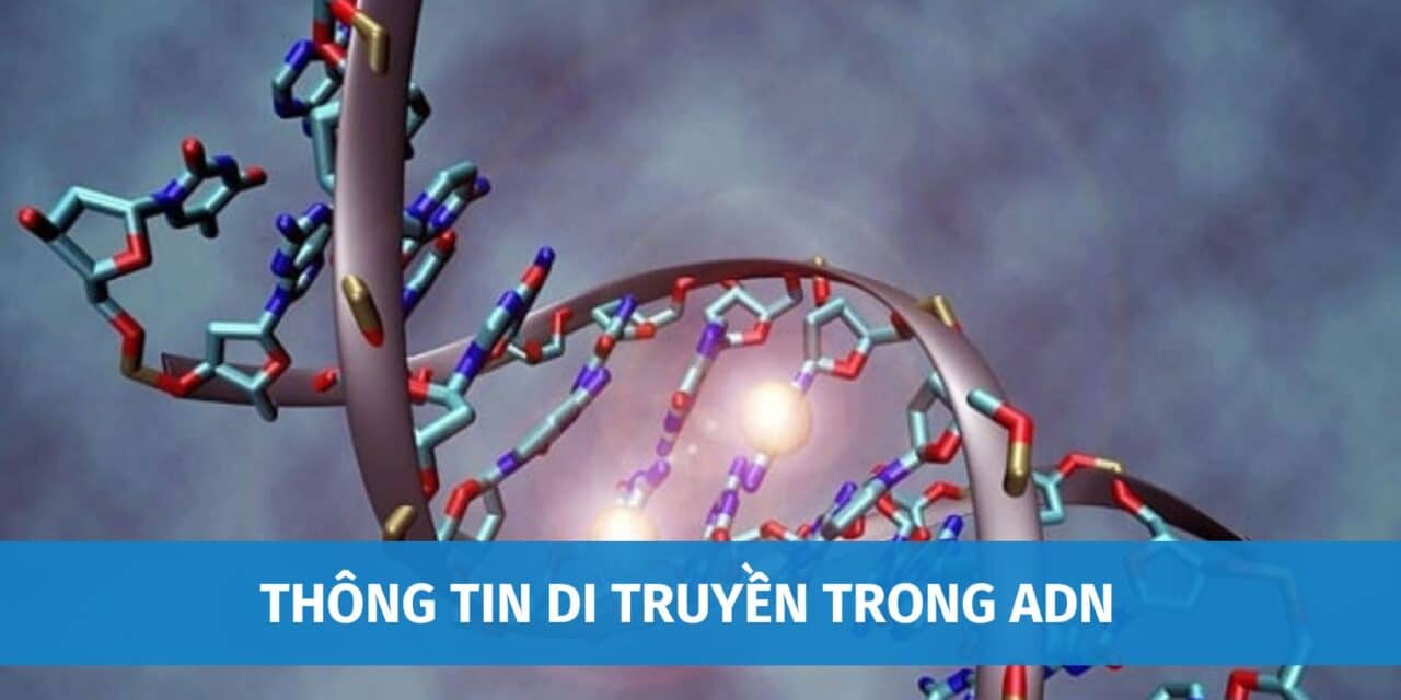 Thông Tin Di Truyền Trong ADN Được Biểu Hiện Thành Tính Trạng Của Cơ Thể Thông Qua Cơ Chế Nào?