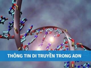 Thông Tin Di Truyền Trong ADN Được Biểu Hiện Thành Tính Trạng Của Cơ Thể Thông Qua Cơ Chế Nào? thong-tin-di-truyen-trong-adn-4