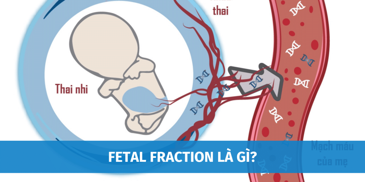 Fetal Fraction Là Gì? Ảnh Hưởng Của Phân Số Thai Nhi FF Đến Kết Quả NIPT