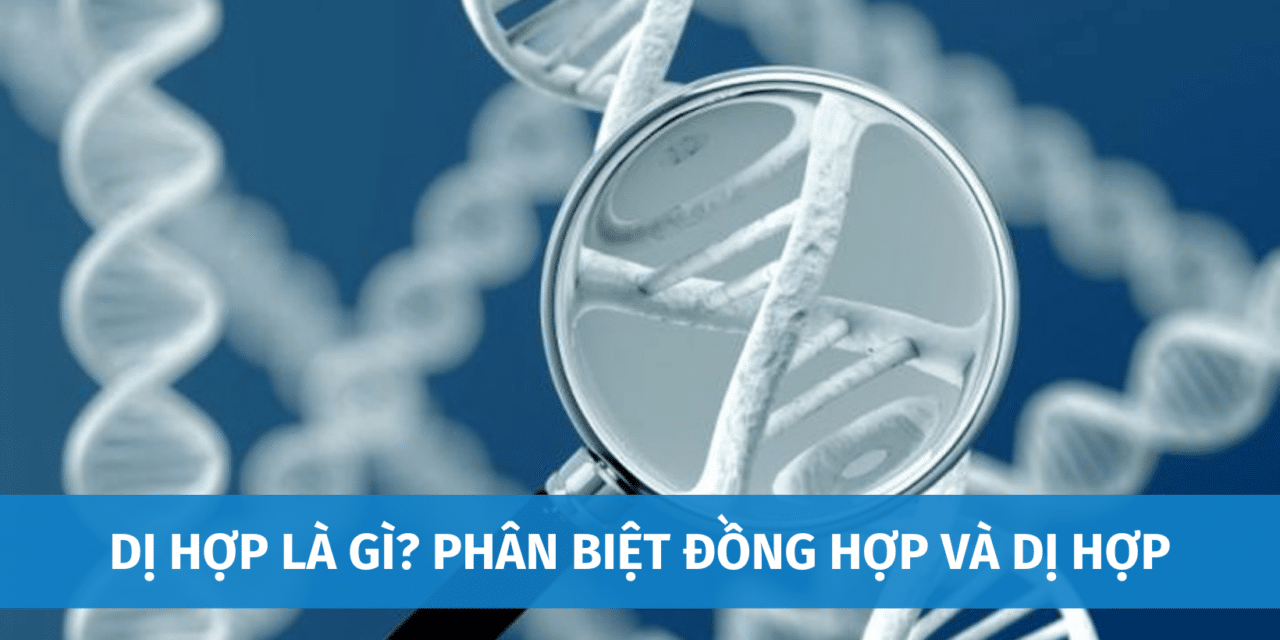 Dị Hợp Là Gì? Phân Biệt Đồng Hợp Tử Và Dị Hợp Tử