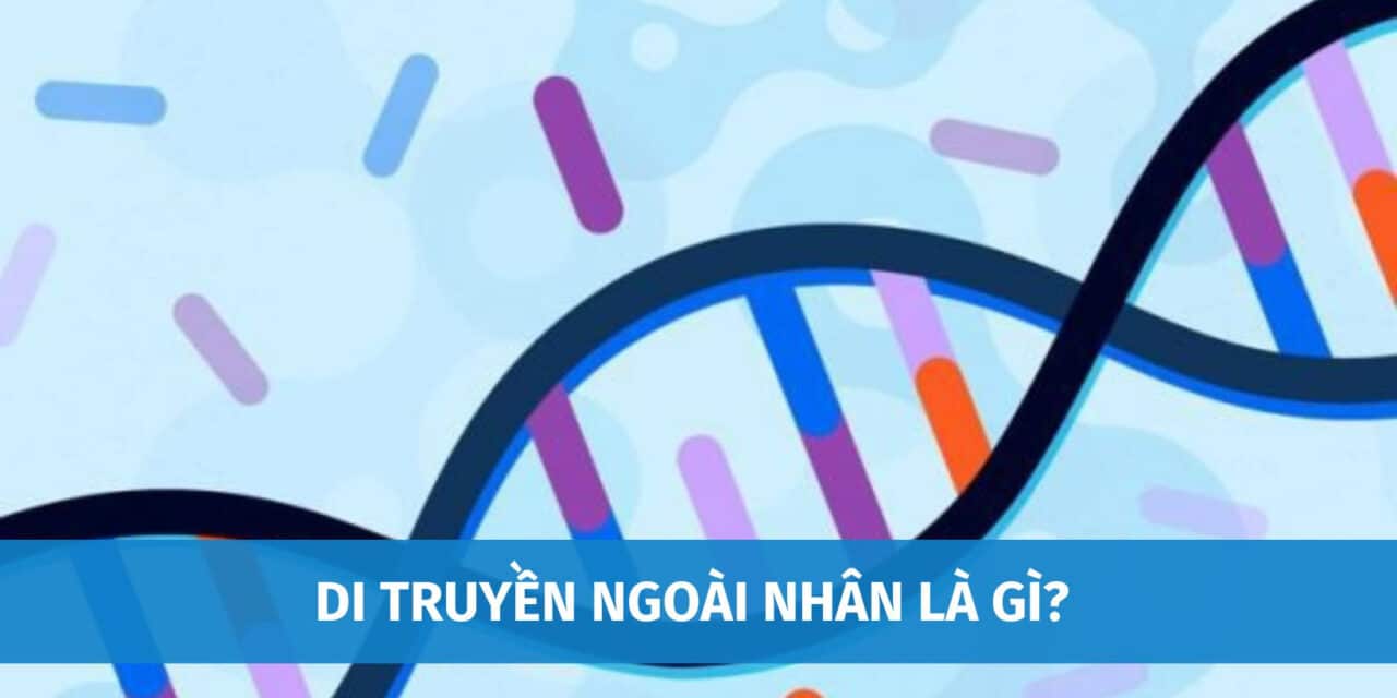 Di Truyền Ngoài Nhân Là Gì? Đặc Điểm Của Di Truyền Ngoài Nhân