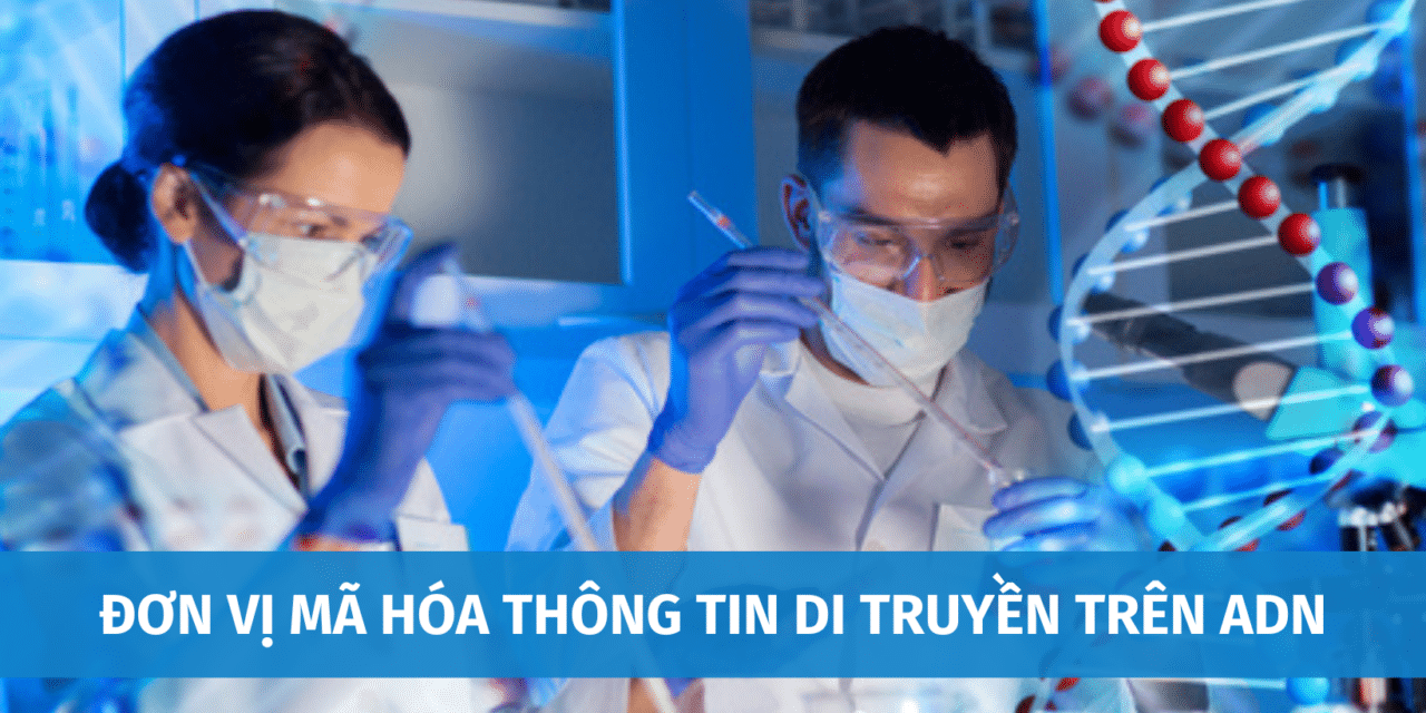 Giải Đáp: Đơn Vị Mã Hóa Thông Tin Di Truyền Trên ADN