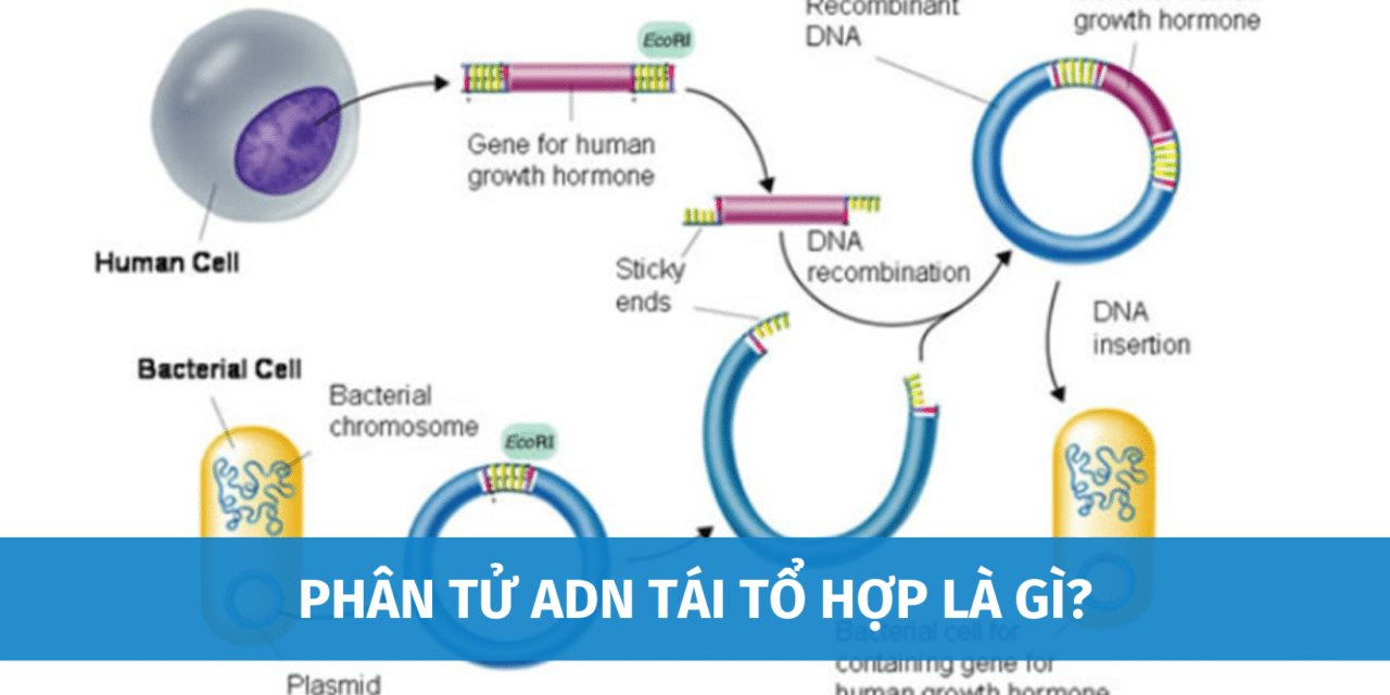 Phân Tử ADN Tái Tổ Hợp Là Gì? Quá Trình Tái Tổ Hợp ADN Được Diễn Ra Như Thế Nào?