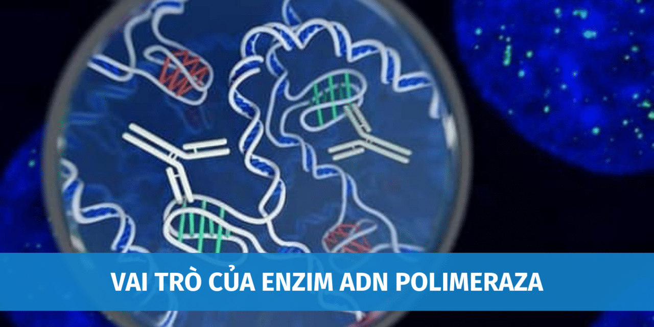 Vai Trò Của Enzim ADN Polimeraza Trong Quá Trình Nhân Đôi ADN