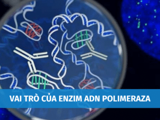 Vai Trò Của Enzim ADN Polimeraza Trong Quá Trình Nhân Đôi ADN vai-tro-cua-Enzim-ADN-Polimeraza-4