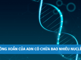 Hỏi Đáp: Mỗi Vòng Xoắn Của ADN Có Chứa Bao Nhiêu Nuclêôtit? moi-vong-xoan-cua-adn-co-chua